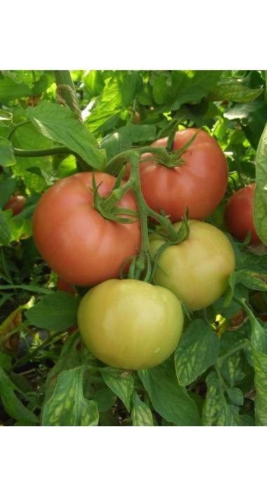 Томат Вано F1