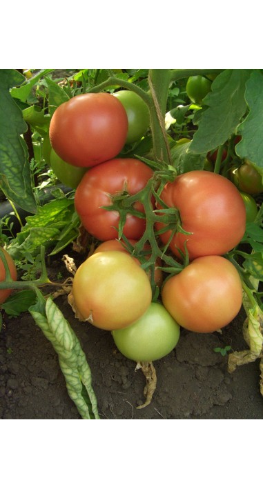 Томат Вано F1