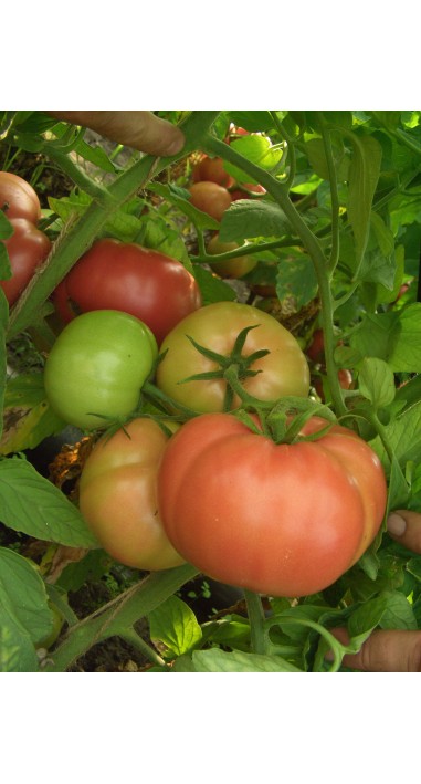 Томат Вано F1