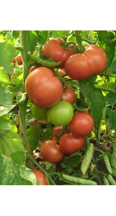 Томат Вано F1