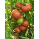 Томат Вано F1