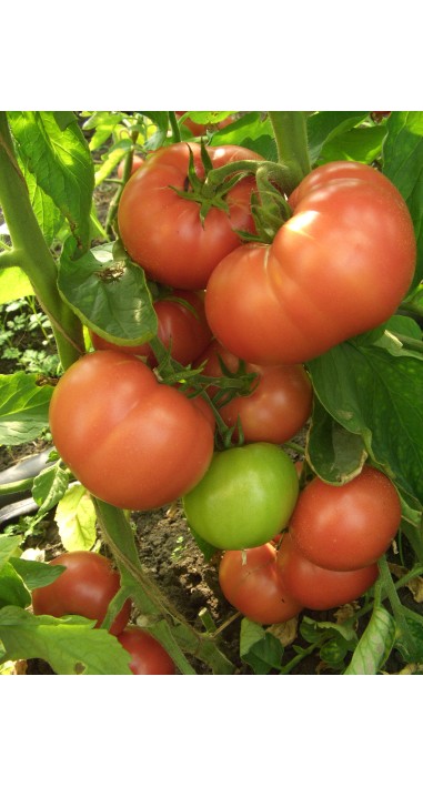 Томат Вано F1