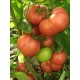 Томат Вано F1