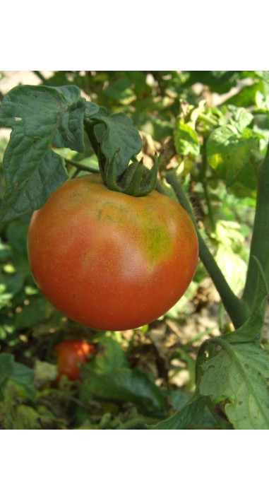 Томат Волгоградський 5/95