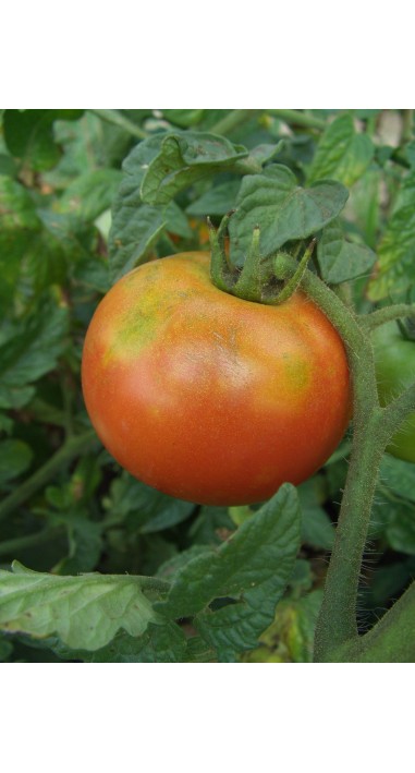 Томат Волгоградський 5/95