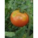 Томат Волгоградський 5/95
