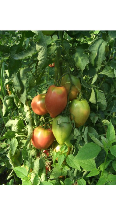 Томат Волове серце рожеве