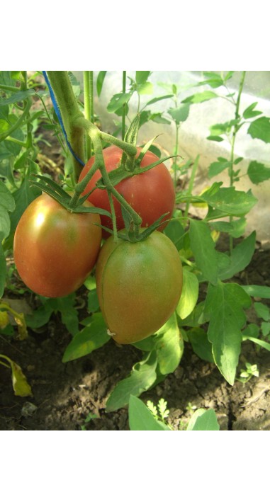 Томат Волове серце рожеве