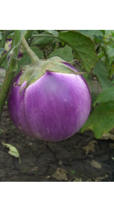 Баклажан Віолета