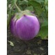 Баклажан Віолета