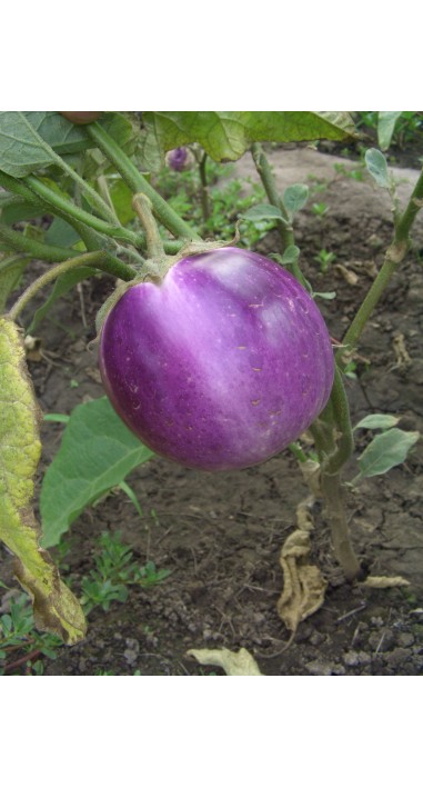 Баклажан Віолета