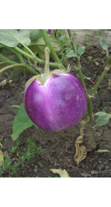 Баклажан Віолета