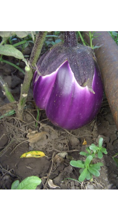 Баклажан Віолета