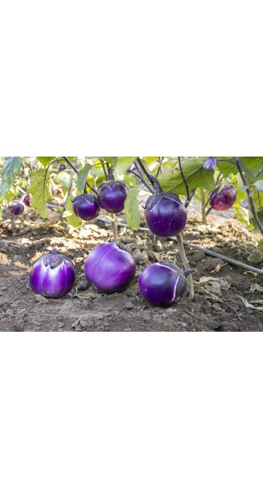 Баклажан Віолета