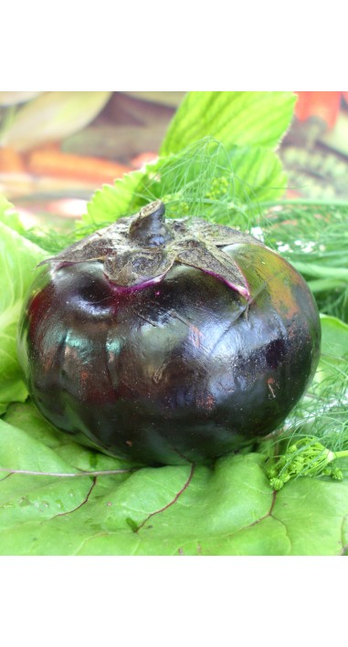 Баклажан Геліос