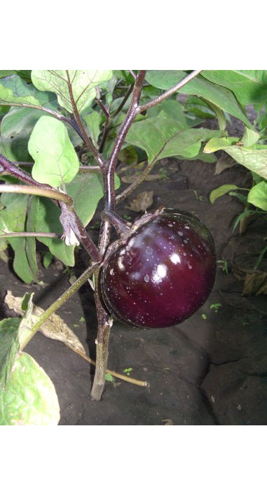 Баклажан Геліос