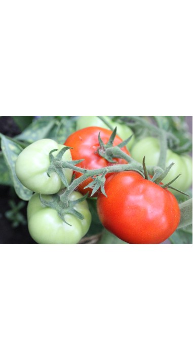 Томат Гібрид - 10 F1