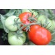 Томат Гібрид - 10 F1