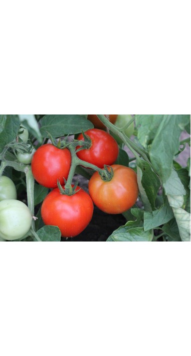 Томат Гібрид - 10 F1