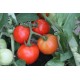 Томат Гібрид - 10 F1