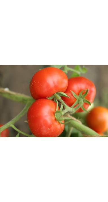 Томат Гібрид - 10 F1