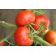 Томат Гібрид - 10 F1