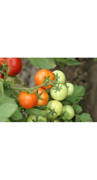 Томат Гібрид - 10 F1