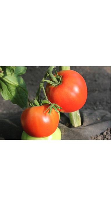 Томат Дар Заволжя