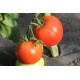 Томат Дар Заволжя