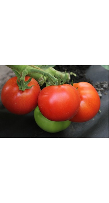 Томат Дар Заволжя