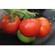 Томат Дар Заволжя
