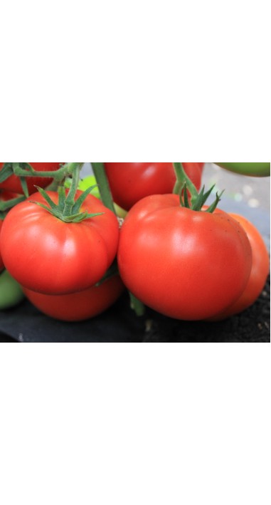 Томат Дар Заволжя