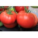 Томат Дар Заволжя