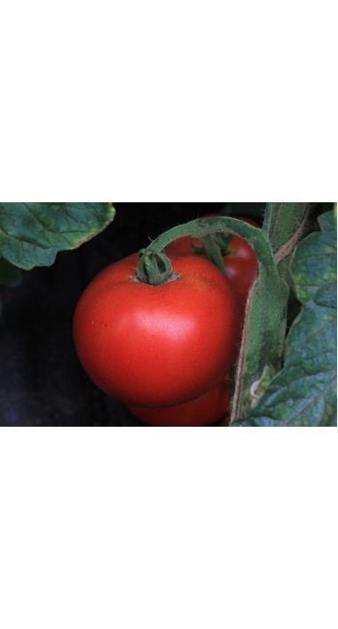 Томат Дар Заволжя