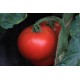 Томат Дар Заволжя