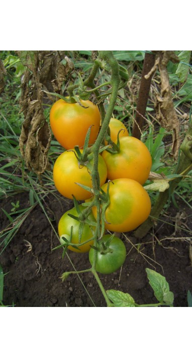 Томат Де барао золоте