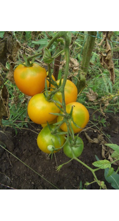 Томат Де барао золоте