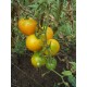 Томат Де барао золоте