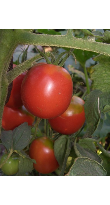 Томат Де барао рожеве