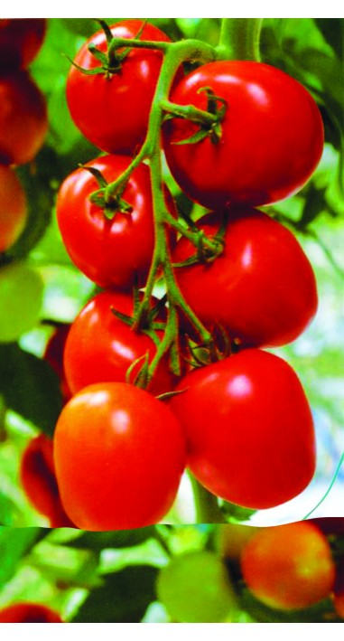 Томат Де барао червоне