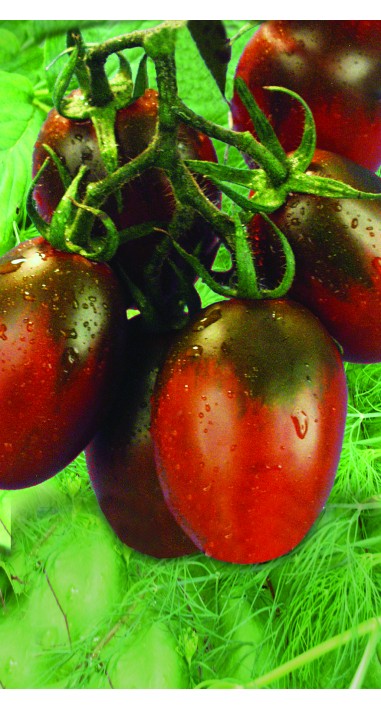 Томат Де барао чорне