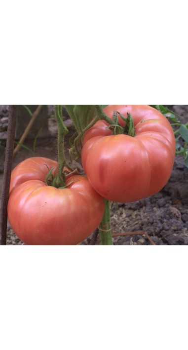 Томат Дика троянда