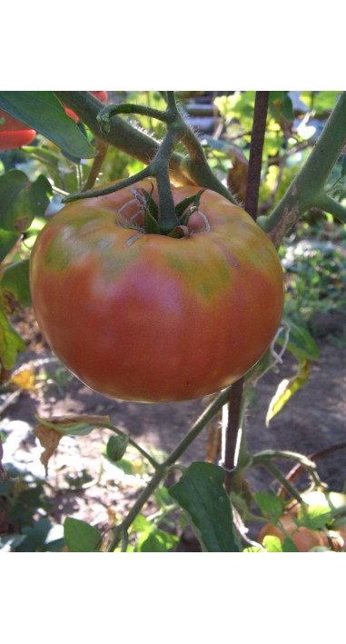 Томат Дика троянда