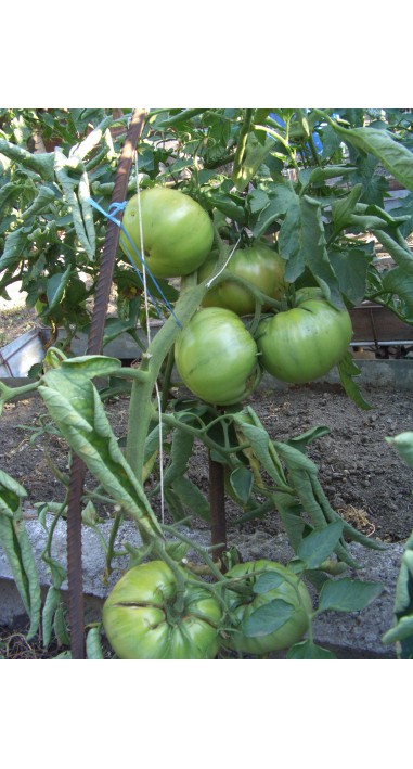 Томат Дика троянда