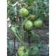 Томат Дика троянда