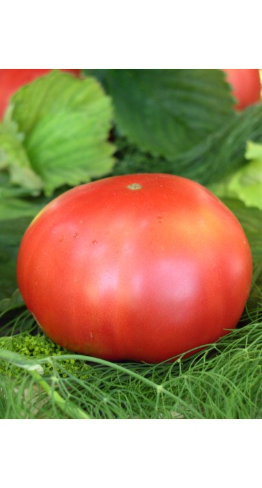 Томат Дика троянда