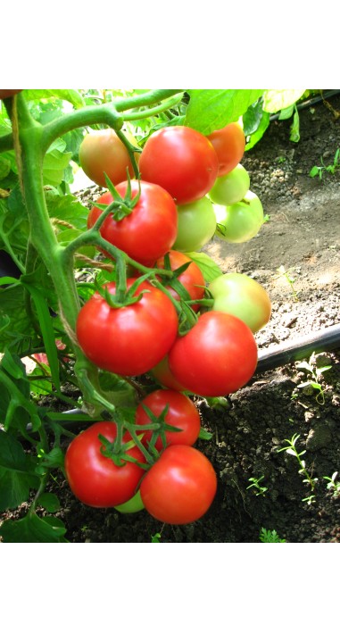 Томат Загадка рожева