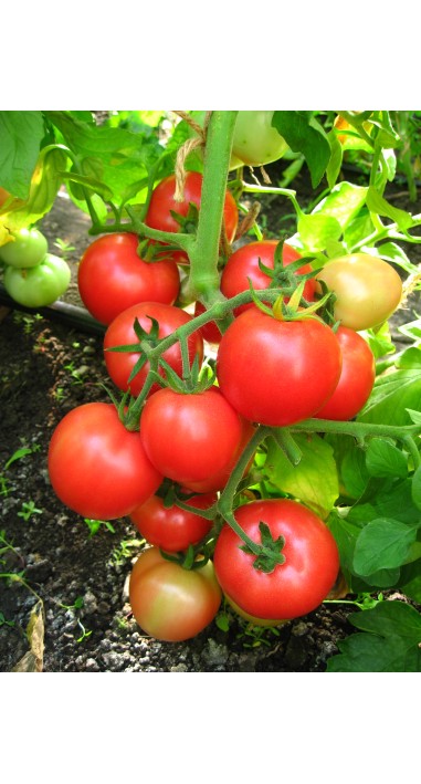 Томат Загадка рожева