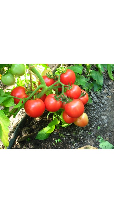 Томат Загадка рожева