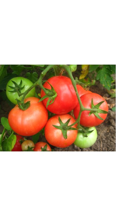 Томат Загадка рожева